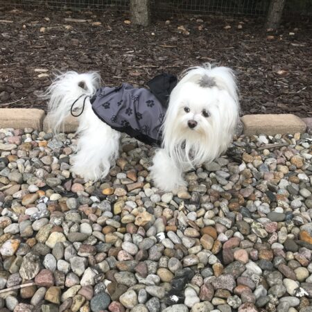 Hunde Regenjacke GREY PAW mit Reisverschluss