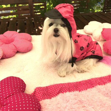 Hunde Regenjacke PINKPAW mit Reisverschluss GIRLS ONLY