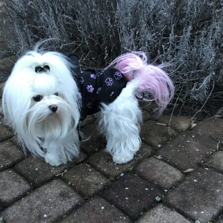 Hunde Regenjacke PURPLE PAW mit Reisverschluss GIRLS ONLY