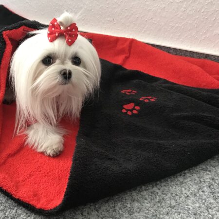 Hunde Spange BIG DOTS RED