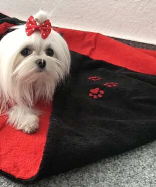 Hunde Spange BIG DOTS RED