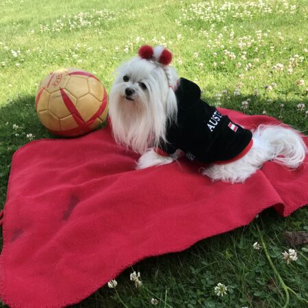 Hunde Sweatshirt AUSTRIA