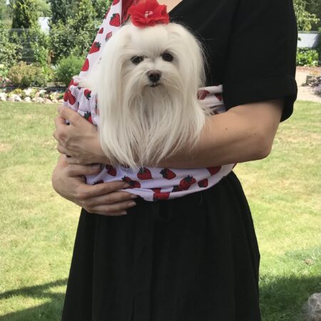 Hunde Tragetuch Erdbeeren/rot