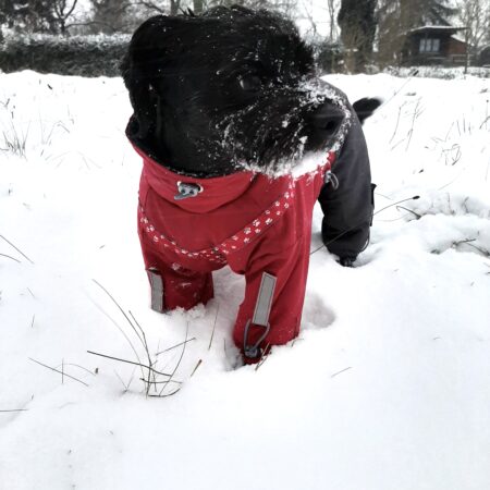 ATLANTA Hunde Winteranzug mit Geschirr Girls OnLY für Hunde