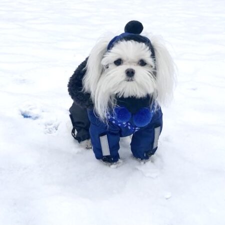 CALGARY Hunde Winteranzug mit Geschirr für Hunde