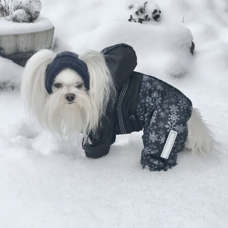 POLAR NIGHT Hunde Winteranzug mit Geschirr für Hunde