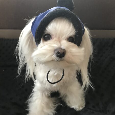 HundeCappy mit Bommel Wintermütze CALGARY