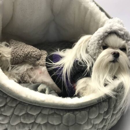 Hunde,Katzenhaus Höhle LENI