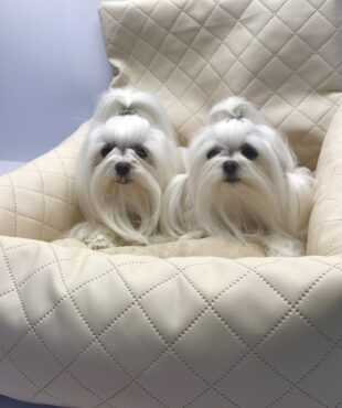 Hundeautositz /Reisebett FIRST CLASS CREME