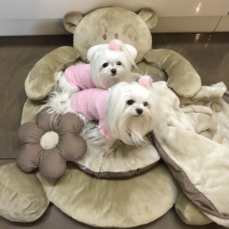 Hundebett BÄR Decke,Kissen ,Bögen,Spielzeug