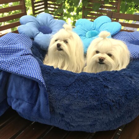 Hundebett DOGSZONE DONUT BLAU kuschelig