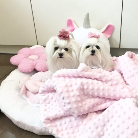 Hundebett EINHORN EINMALIG inkl.Decke,Kissen ,Bögen