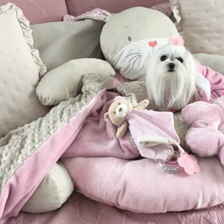 Hundebett HASE inkl.Decke,Kissen,Bögen