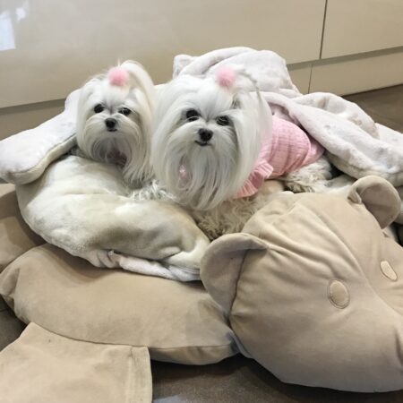 Hundebett MÄUSCHEN   inkl.Decke,Kissen ,Spielzeug