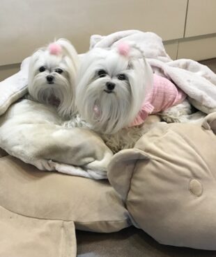 Hundebett MÄUSCHEN inkl.Decke,Kissen ,Spielzeug