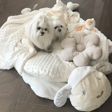 Hundebett SCHÄFCHEN WEISS /CREME inkl.Decke,Kissen ,Spielzeug