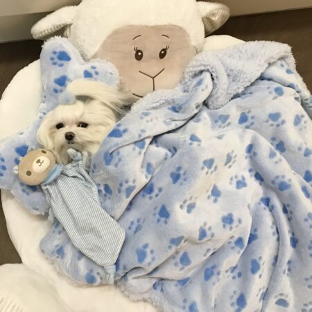 Hundebett SHEEP BLUE  inkl.Decke,Kissen ,Spielzeug