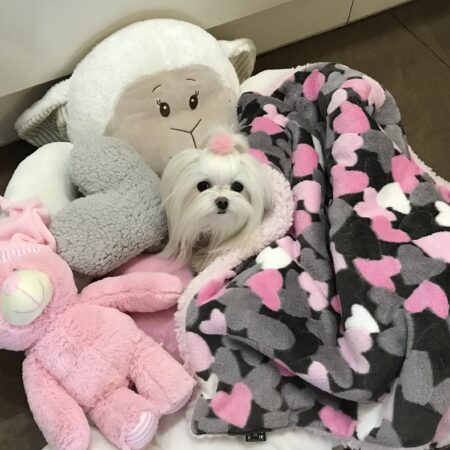 Hundebett SHEEP GRAU-ROSA HERZ inkl.Decke,Kissen ,Spielzeug