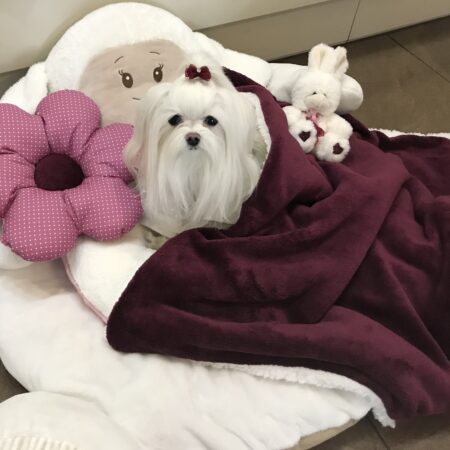 Hundebett SHEEP WEINROT  inkl.Decke,Kissen ,Spielzeug