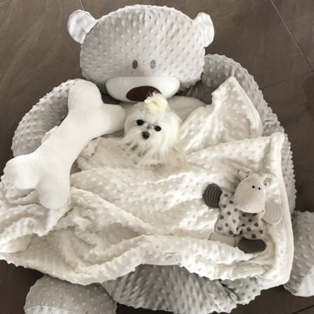 Hundebett Teddy Taupe/Creme mit Decke,Kissen,Knochen,Spielzeug