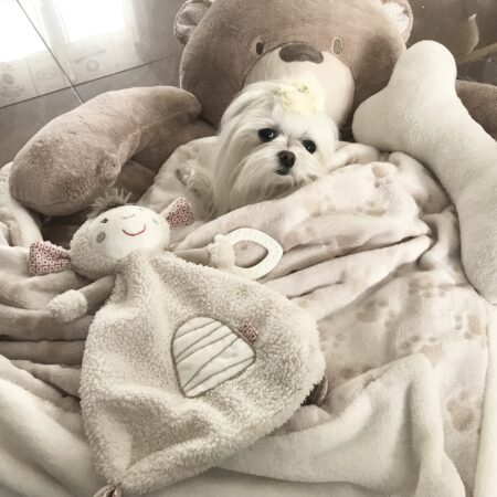 Hundebett Teddy beige /Pfoten ,mit Decke,Kissen,Knochen