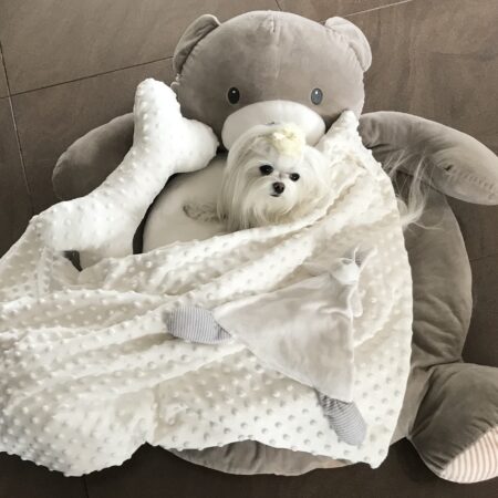 Hundebett Teddy braun /Creme mit Decke,Kissen,Knochen,Spielzeug