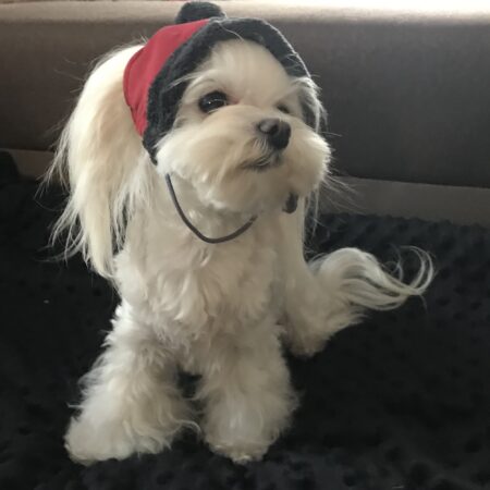 Hundecappy mit Bommel ,Wintermütze ATLANTA