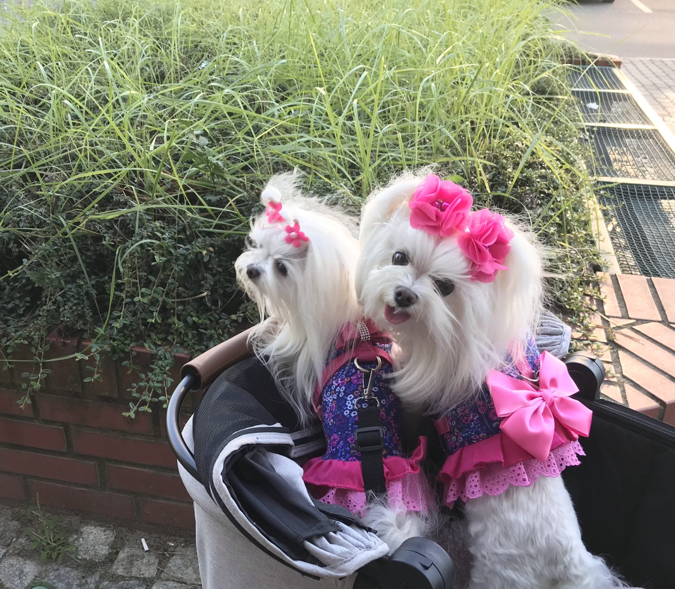 Hundegschirr PINK DIAMONDS