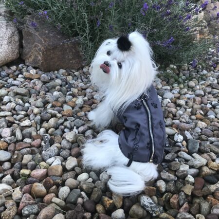 Hundejacke - Regenjacke TATZE GRAU