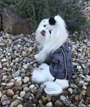 Hundejacke - Regenjacke TATZE GRAU