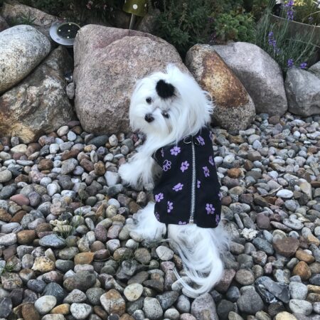 Hundejacke - Regenjacke TATZE LILA