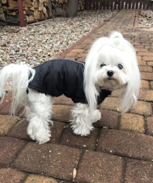 Hundejacke , Winterjacke ALASKA BLACK mit D-Ring