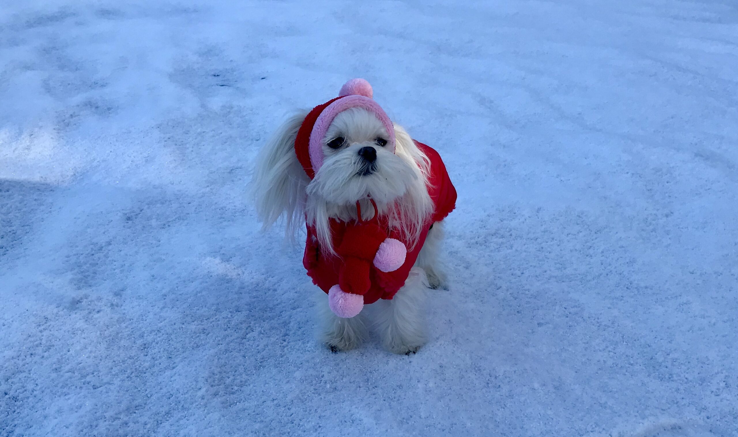 Hundejacke Winterjacke ALASKA RED mit D-Ring