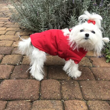 Hundejacke Winterjacke ALASKA RED mit D-Ring