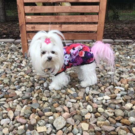 SOFTSHELL FLOWER Hundejacke -Winterjacke-Übergangsjacke