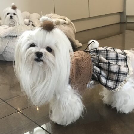 Hundekleid mit Pelzkragen