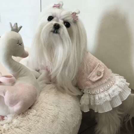 Hundekleid,Mantel Rosa Traum mit D-Ring