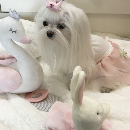 Hundekleidchen   BALLERINA ROSA