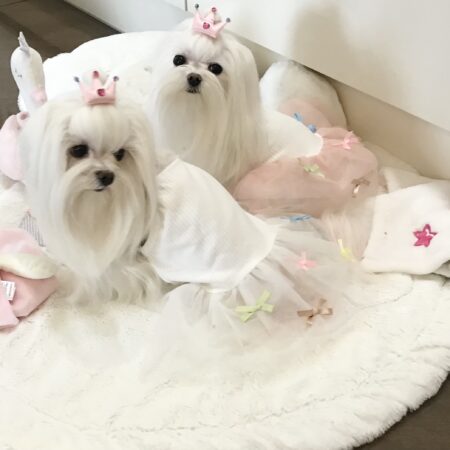 Hundekleidchen   BALLERINA WEISS