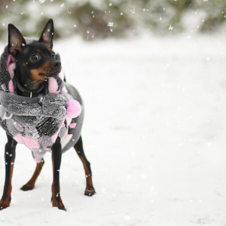 Hundepulli BIG HEART ROSA/GREY Doppelseitig!Weibchen!Besonderes DICK!