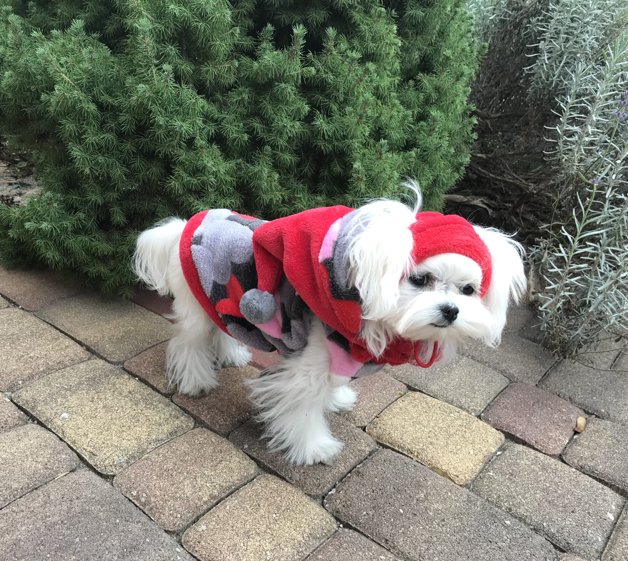 Hundepulli BIG HEART GREY/RED RESTPOSTEN