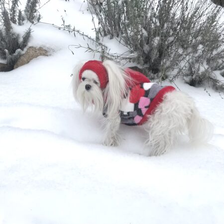 Hundepulli BIG HEART GREY/RED RESTPOSTEN