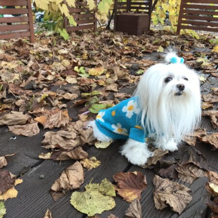 Hundepullover ,Strickpullover für Hunde FLOWER POWER