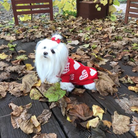 Hundepullover ,Strickpullover für Hunde Lovely HEART RED
