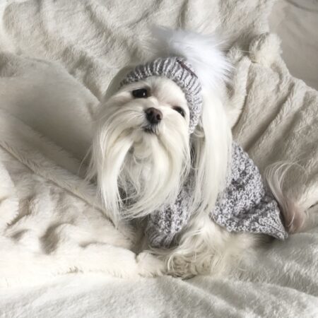 Hundepullover ,Strickpullover mit Mütze  BELLO GREY
