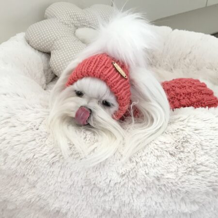 Hundepullover ,Strickpullover mit Mütze  BELLO KORALLE Handarbeit