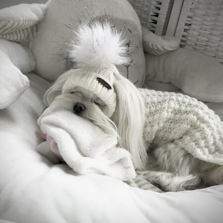 Hundepullover ,Strickpullover mit Mütze  BELLO WHITE Handarbeit!