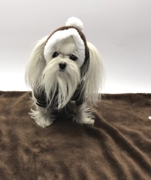 Hundepullover für Hunde BONE BROWN