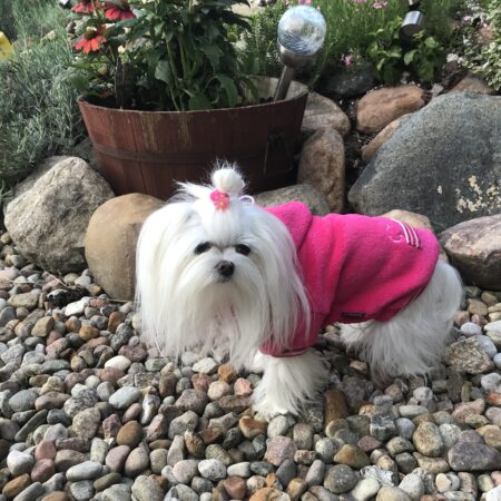 Hundepullover für Weibchen BONE PINK