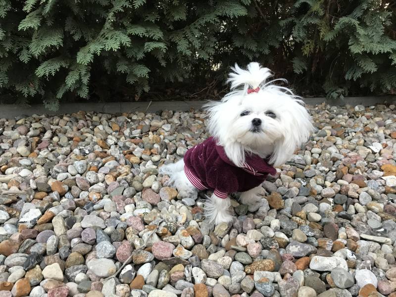 Hundepullover für Weibchen BONE Weinrot